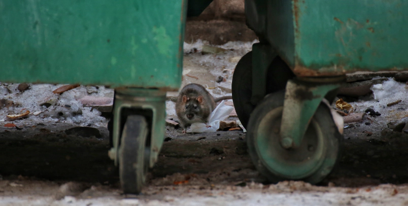 rat at the dump salt lake city ut