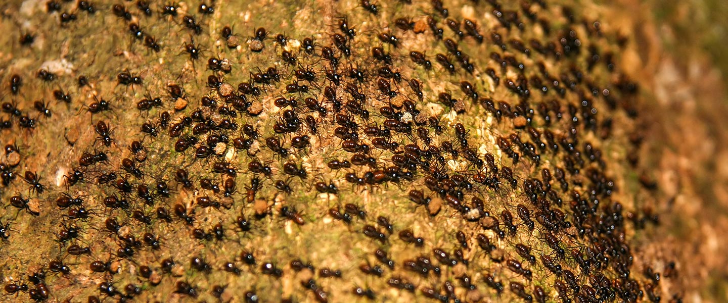 moving ants colony utah county ut