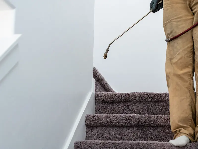 professional home pest american fork ut